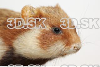 Hamster 0013